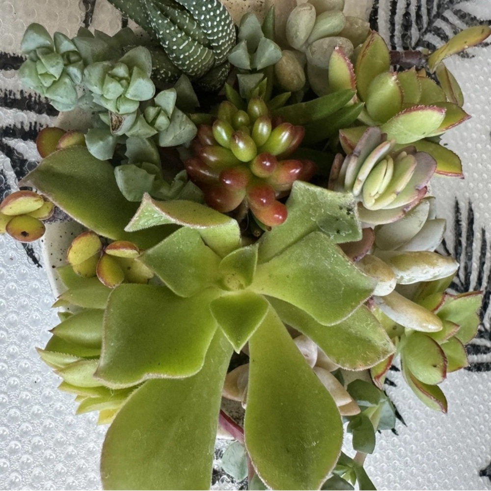 10 Assorted Live Succulent Cutting Clippings—Potting, Dish, Garden, Terrarium - Picture 3 of 4